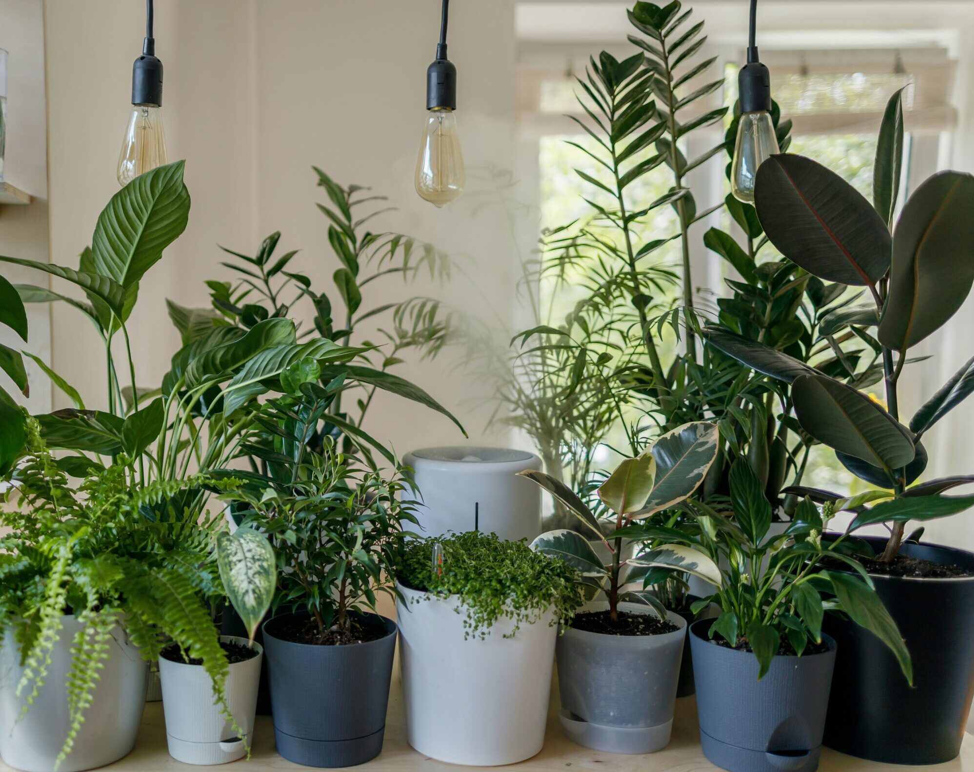 indoor plants on pots